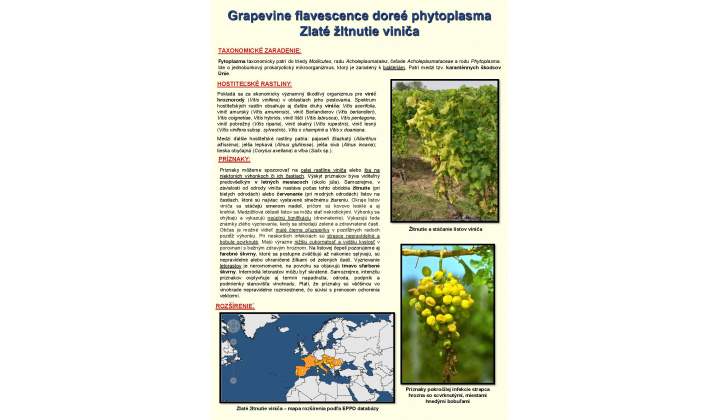 Upozornenie – zlaté žltnutie viniča