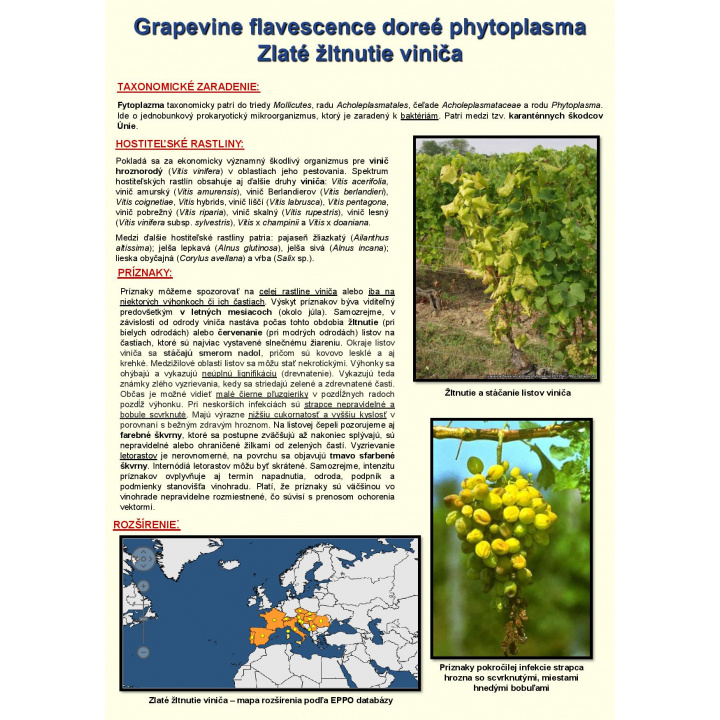 Upozornenie – zlaté žltnutie viniča
